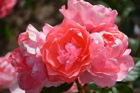 Rose Passionate Kisses