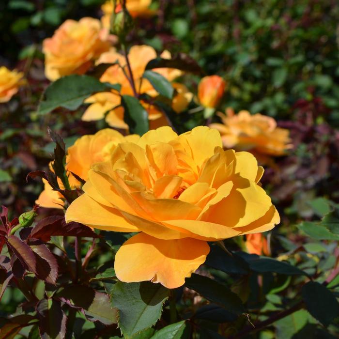 Rosa Strike It Rich