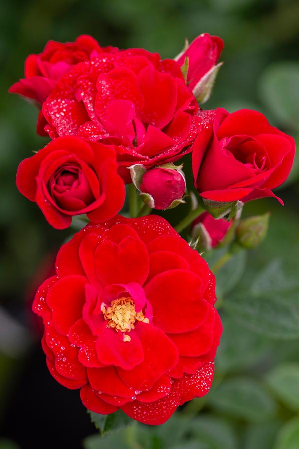 Rose Cherry Frost