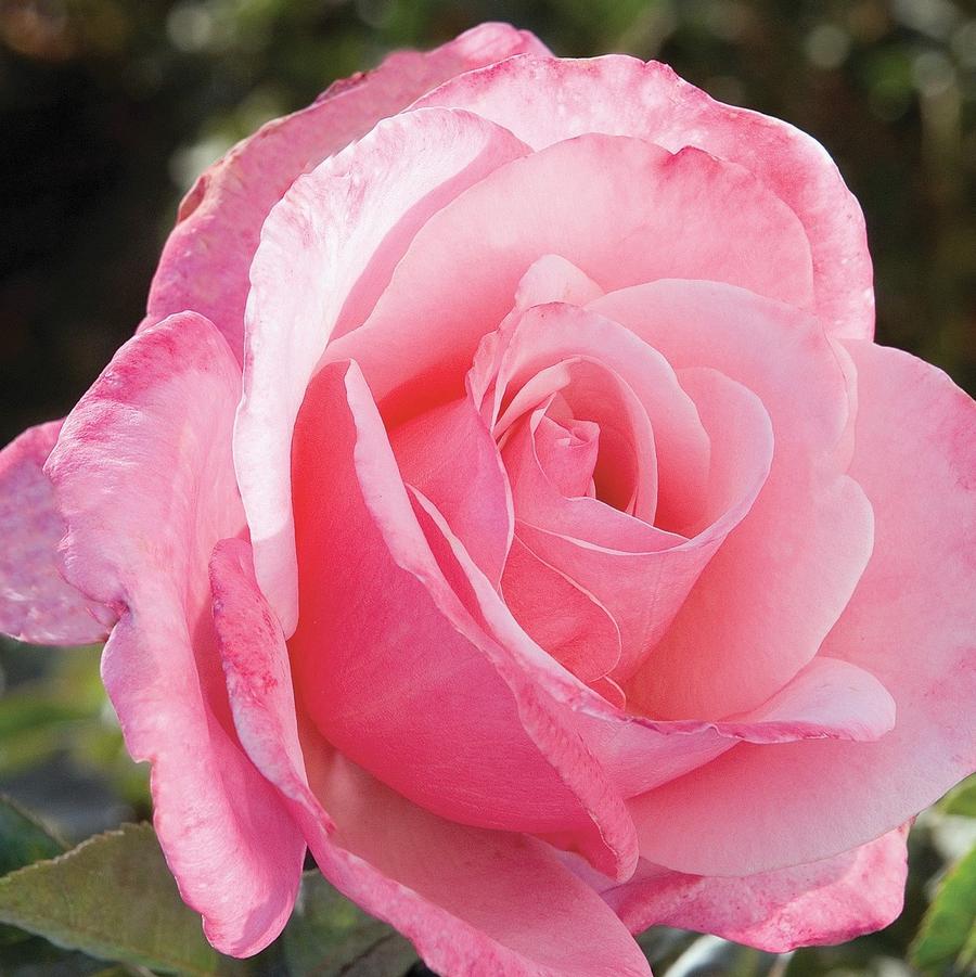 Rose First Prize