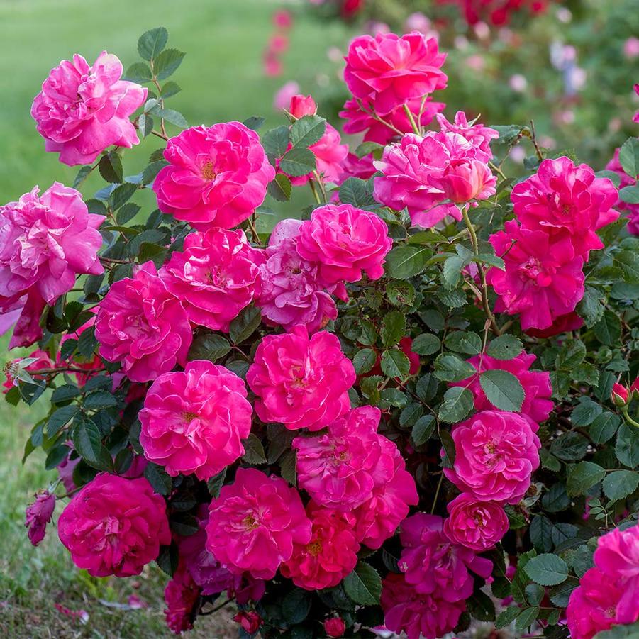 Rose Highwire Flyer