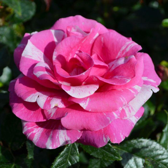 Rose Parade Day