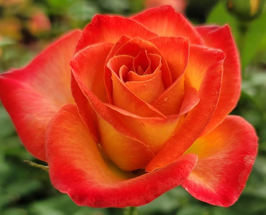 Rose Perfect Moment