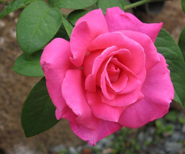 Rose Perfume Delight