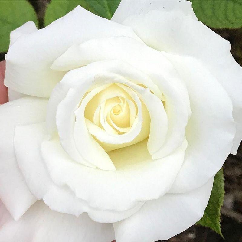 Rose Pope John Paul II