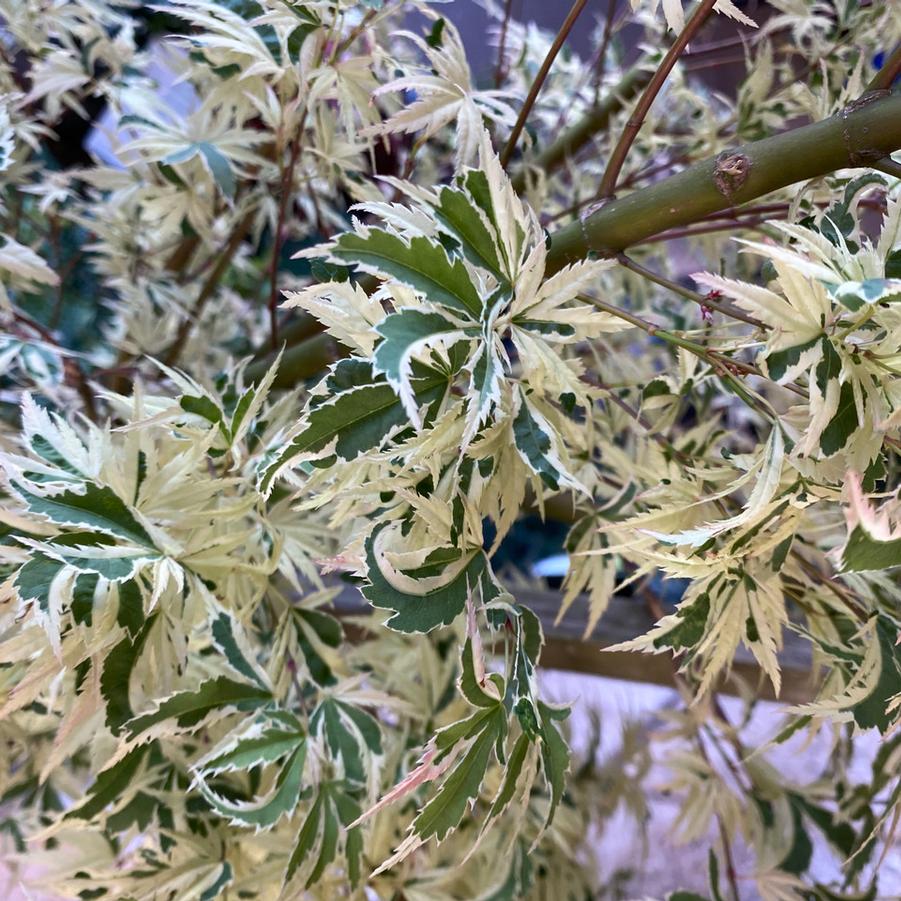 Acer palmatum Butterfly