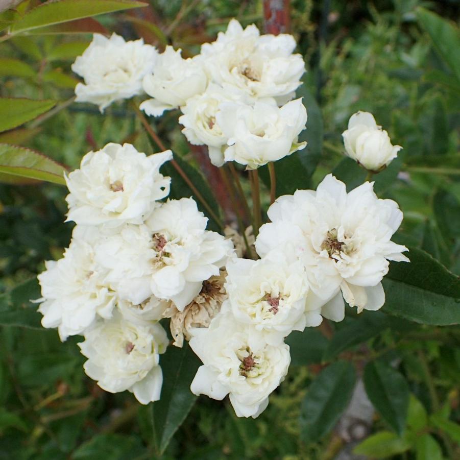 Rosa banksii 'Alba' 