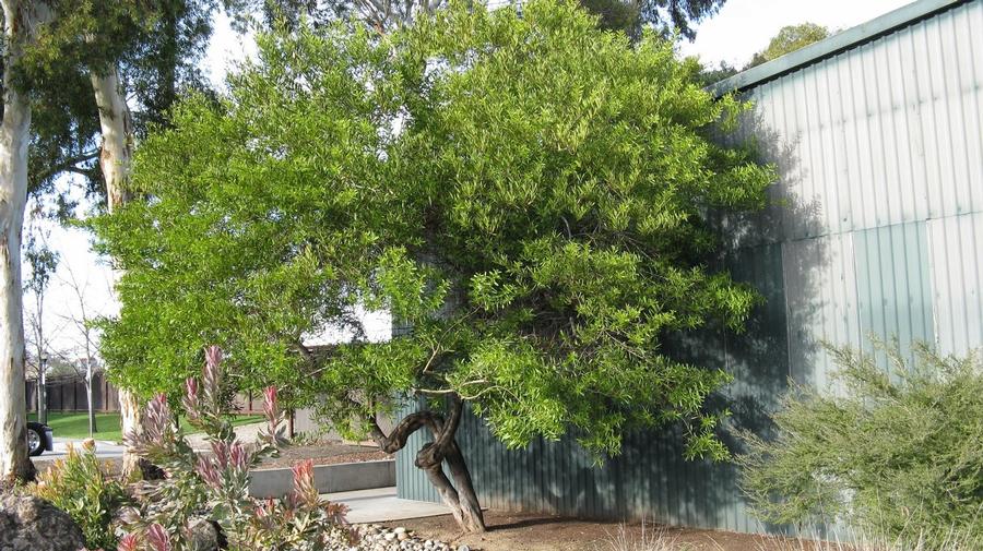 Acacia longifolia 