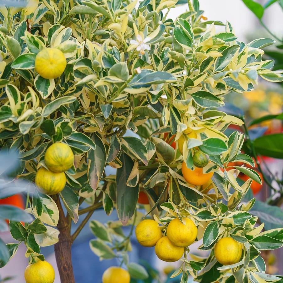 Lemon Variegated Pink Eureka