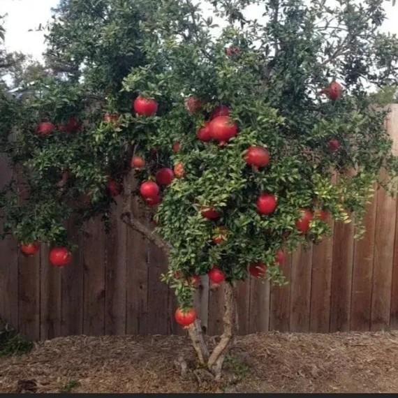Pomegranate Parfianka