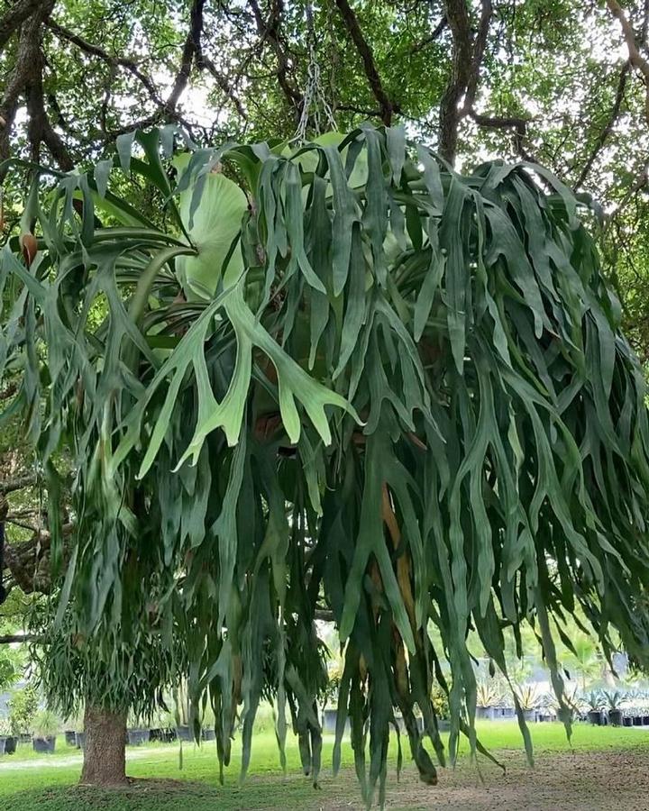 Platycerium bifurcatum Netherlands