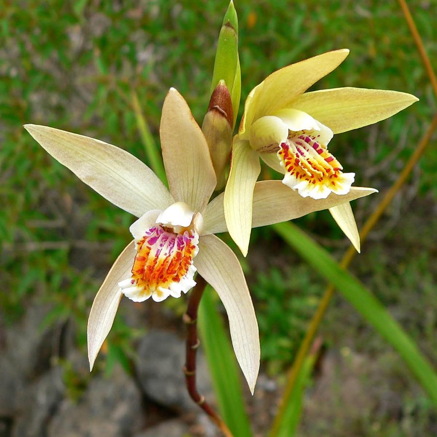 Bletilla ochracea 