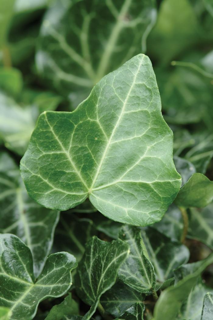 Hedera helix Thorndale