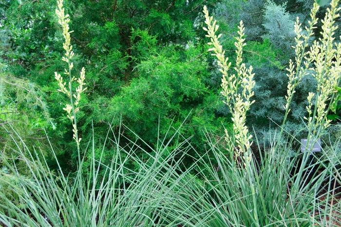 Hesperaloe parviflora Yellow