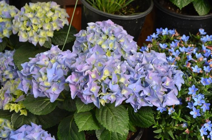 Hydrangea macrophylla Early Blue