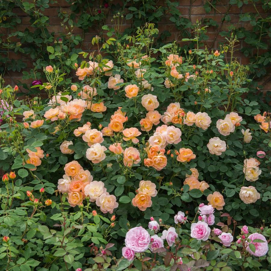 Rosa The Lark Ascending&reg;