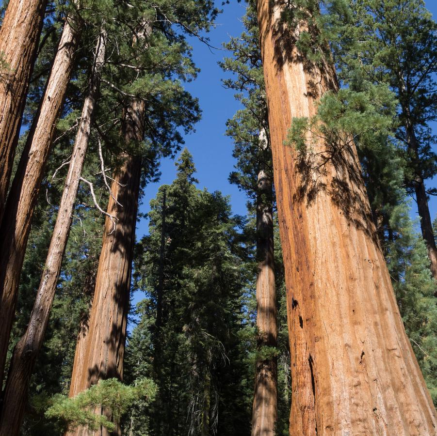 Sequoiadendron giganteum 