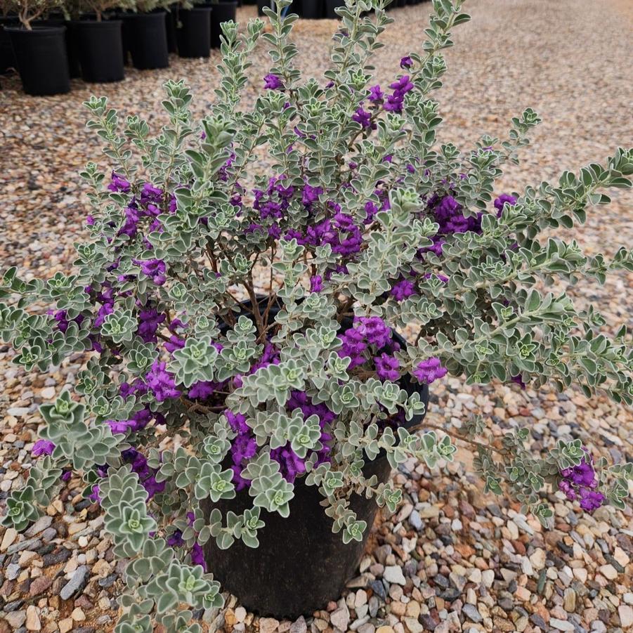 Leucophyllum frutescens Dragoon's Dream