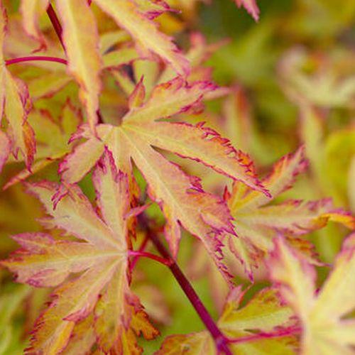 Acer palmatum Ann Irene