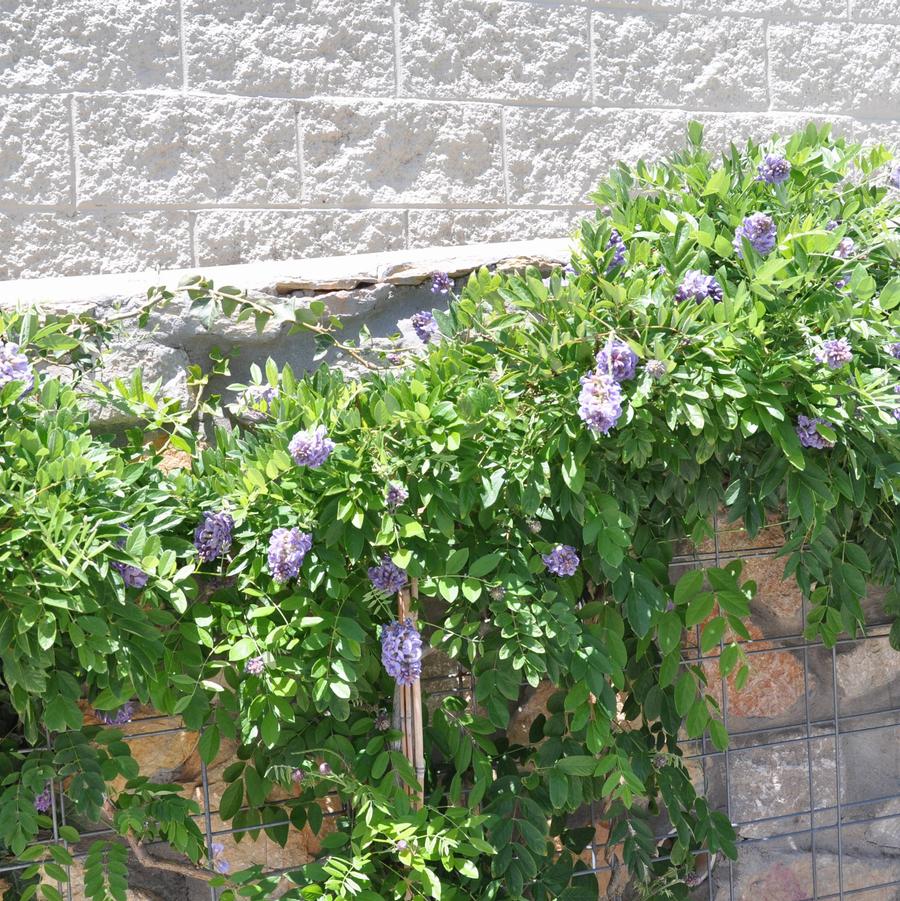 Wisteria sinensis Cooke's Special Purple