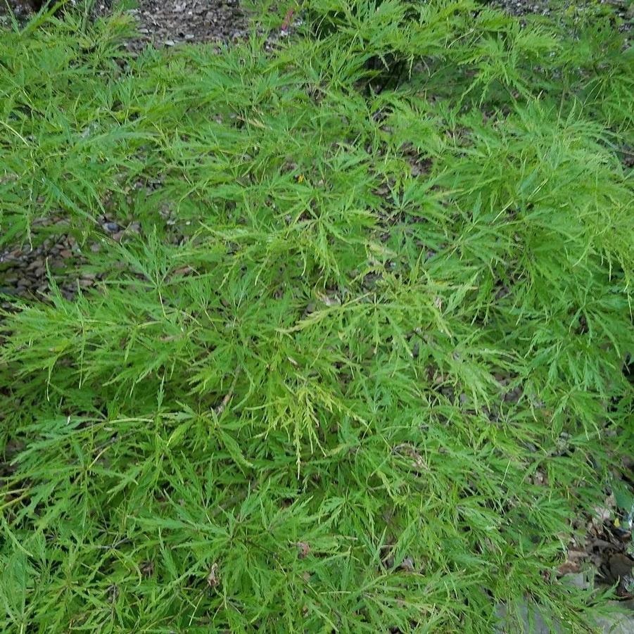Acer palmatum dissectum Otto's Dissectum