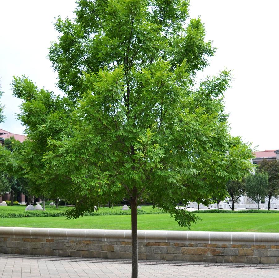 Ulmus parvifolia Bosque