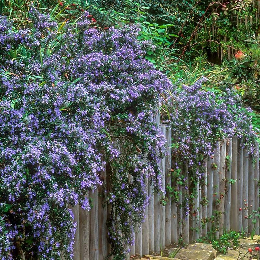 Rosmarinus officionalis Irene