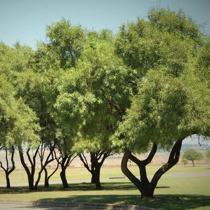 Rhus lancea 