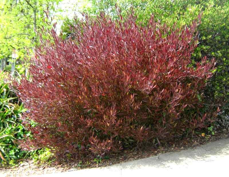Dodonaea viscosa Purpurea