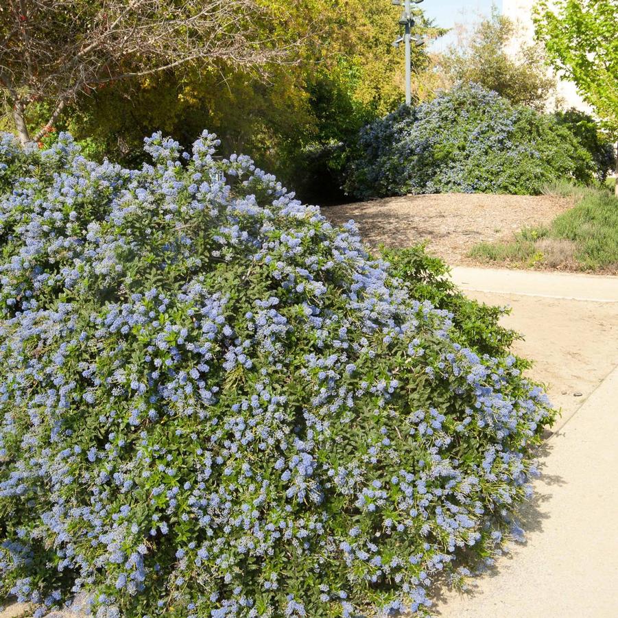 Ceanothus Joyce Coulter