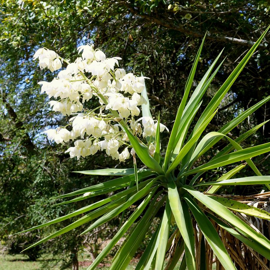 Yucca elephantipes 