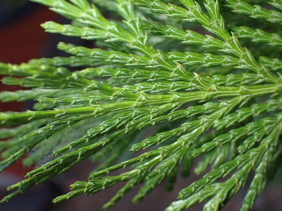 Calocedrus decurrens 