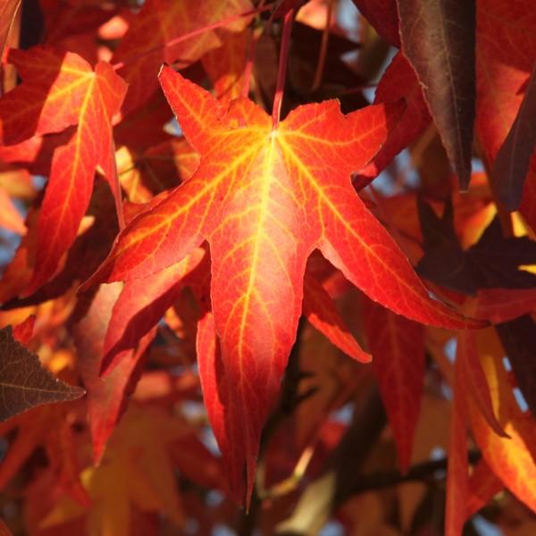 Liquidambar styraciflua Worplesdon