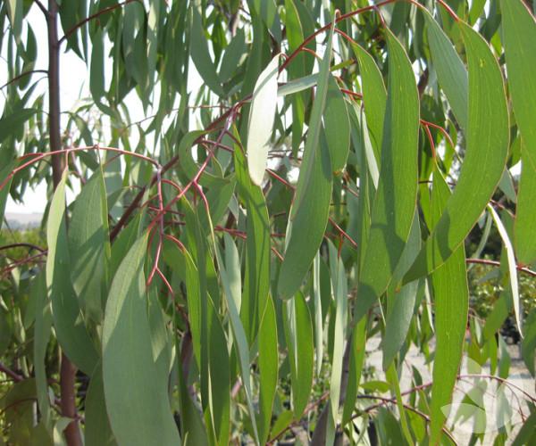 Eucalyptus pauciflora 