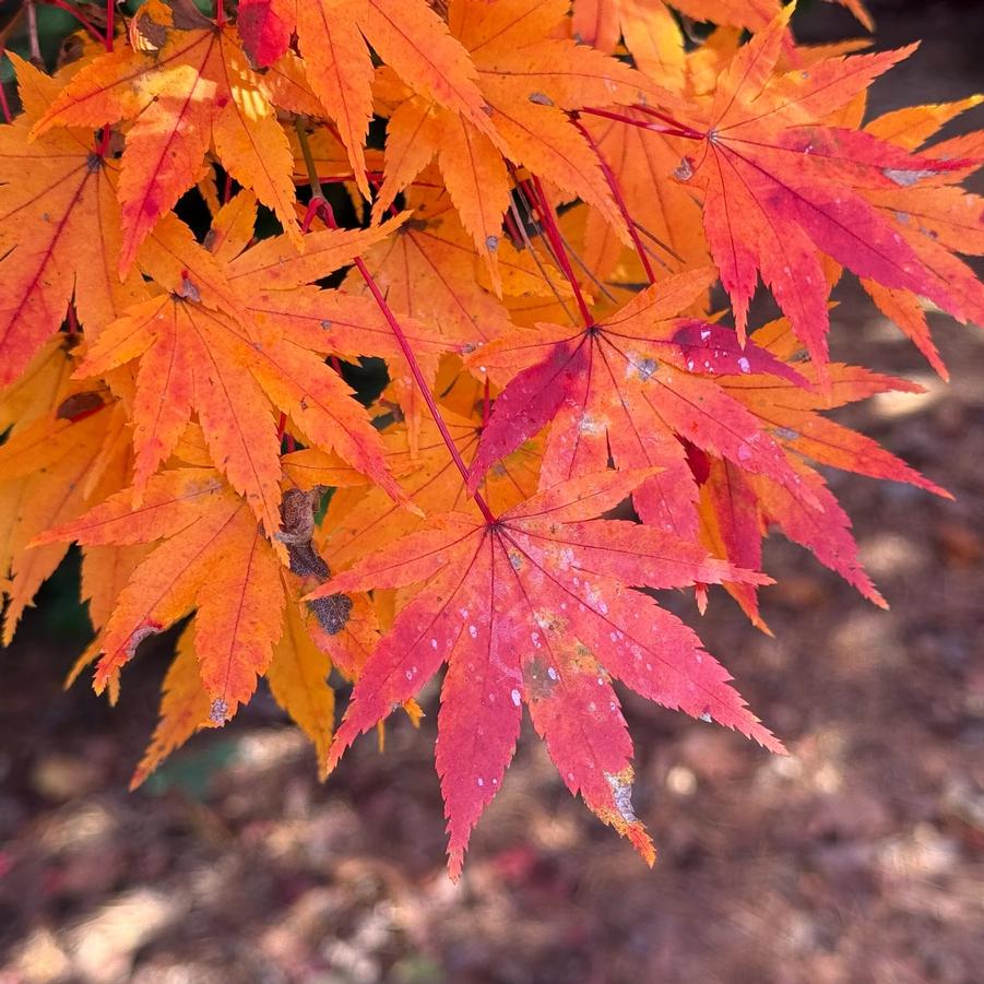 Acer palmatum Tobiosho
