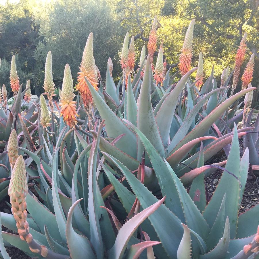 Aloe rubroviolacea 