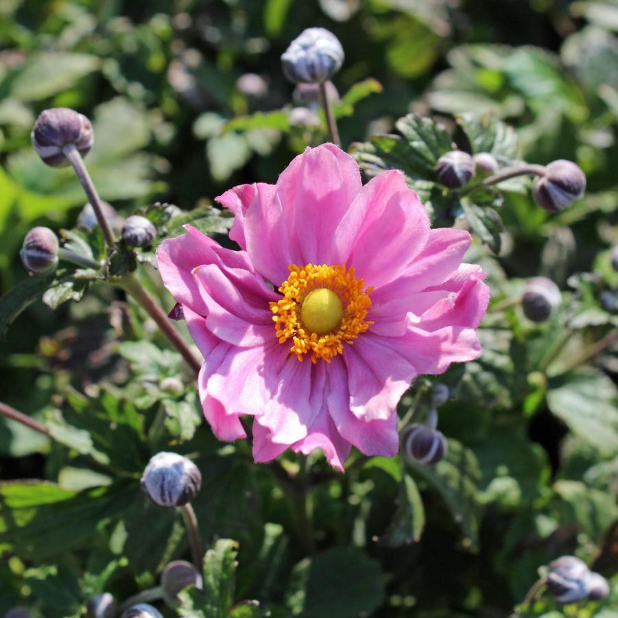 Anemone Fantasy Pocahontas