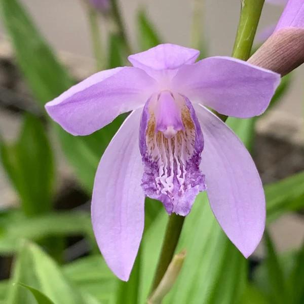 Bletilla striata Murasaki Shikibu