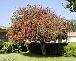 Callistemon citrinus 