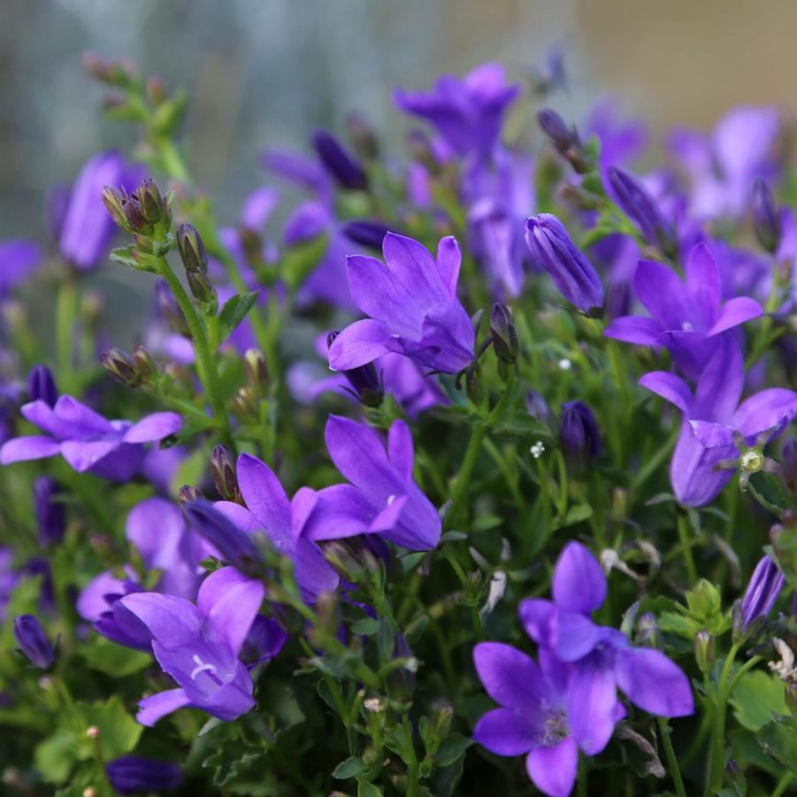 Campanula portenschlagiana Catharina