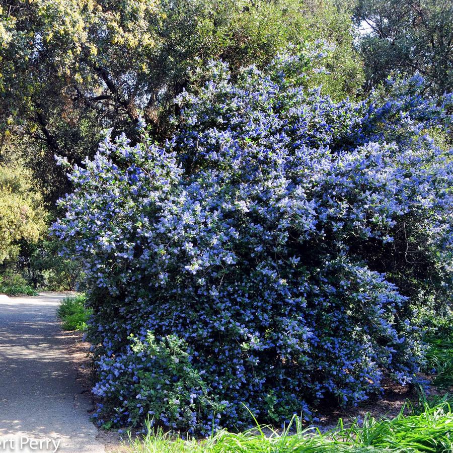 Ceanothus impressus Ray Hartman
