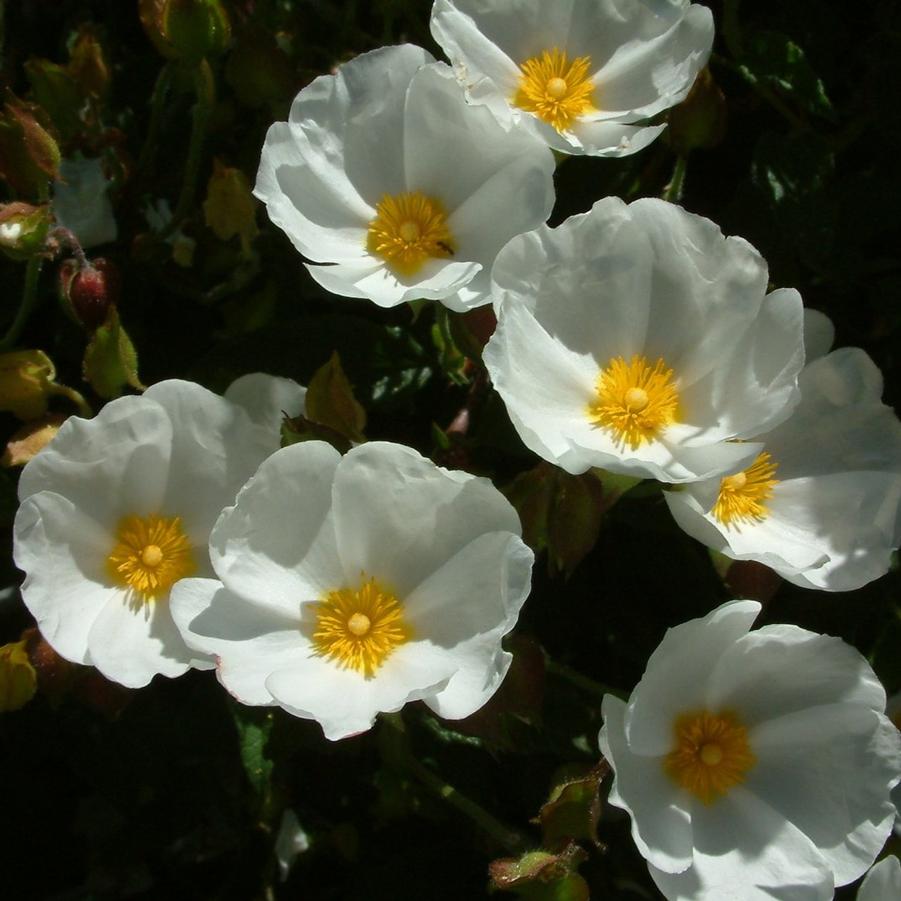 Cistus hybridus (corbariensis) 