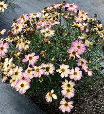 Coreopsis Nova Jewel