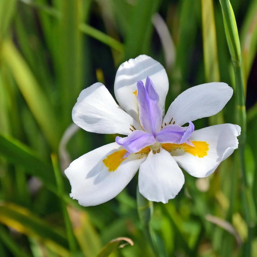 Dietes vegeta (iridioides) 