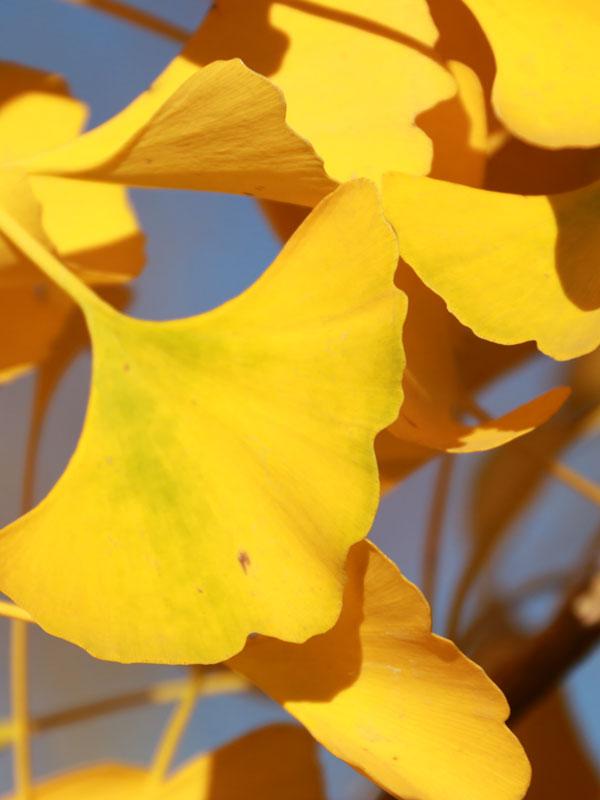 Ginkgo biloba Presidential Gold
