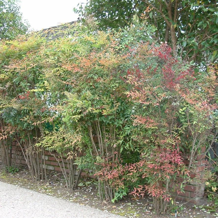 Nandina domestica 