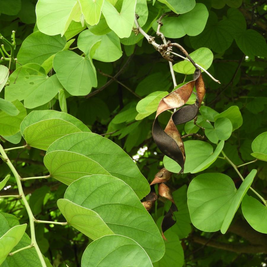 Bauhinia variegata 