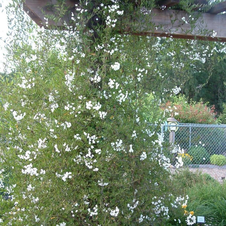 Solanum jasminoides 