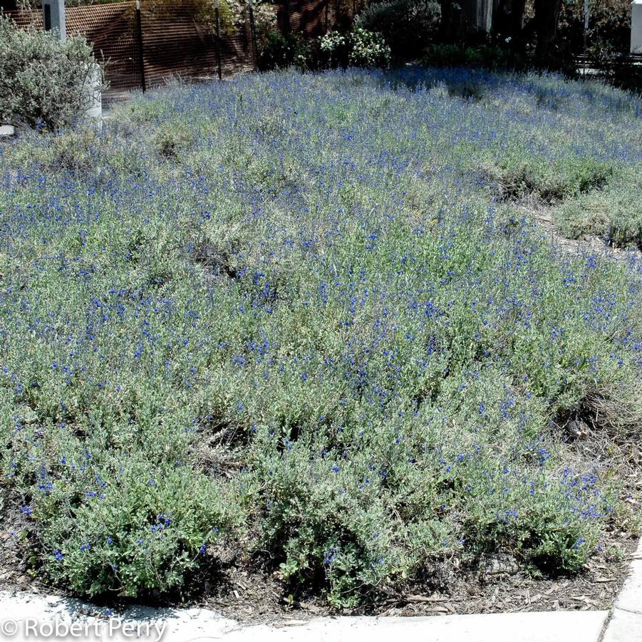 Salvia chamaedryoides 