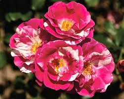 Rosa Berries N' Cream